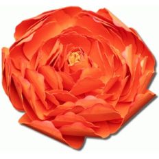 3d ranunculus flower