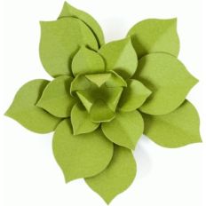 3d succulent