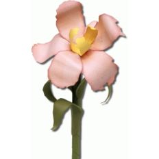 3d iris