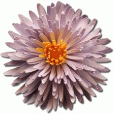 3d spider mum