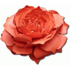 3d catalina tea rose
