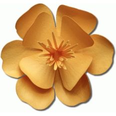 3d oklahoma evening primrose