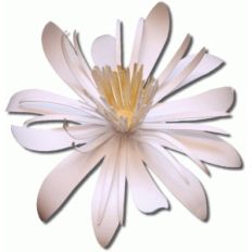 3d bractless mentzelia flower