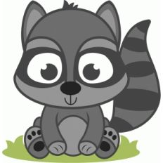 baby raccoon