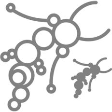 amoeba