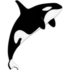killer whale