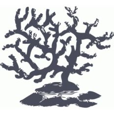 coral
