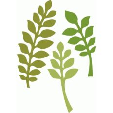 fern branches