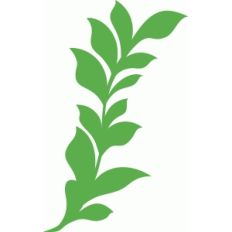 leaf flourish