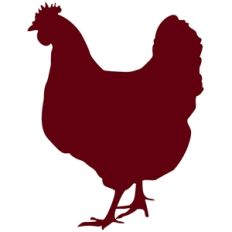 chicken - hen