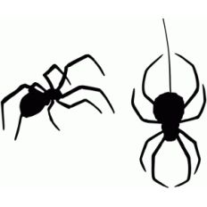 black widow spider