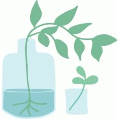 sprig and ivy