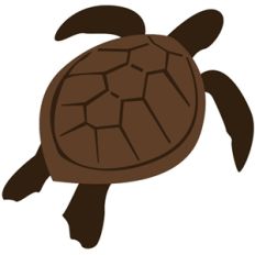 sea turtle