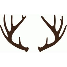 deer antlers