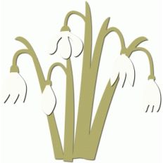 snowdrops