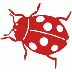 ladybug