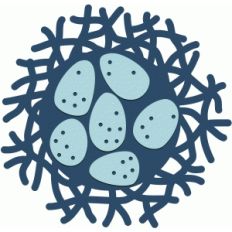 nest of eggs