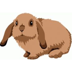 bunny rabbit