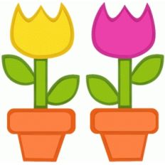 potted tulips