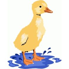 splashing duck