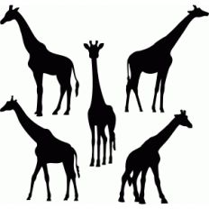 giraffes set