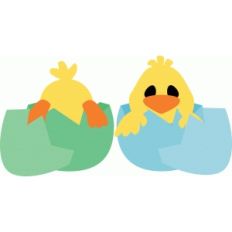 chicks in eggs