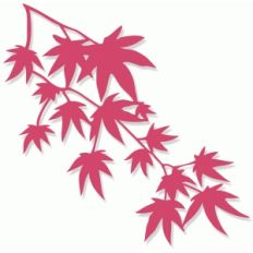 japanese maple branch