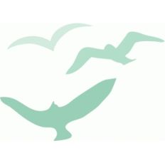 birds
