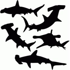 hammer shark set