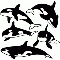 orca whale set
