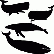 whales set