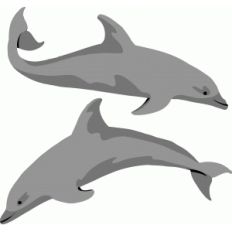 dolphins