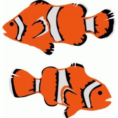 clownfish