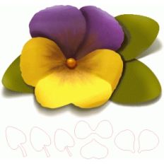 pansy (violet)