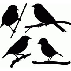 birds set