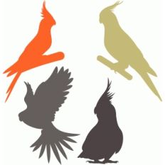 cockatiel set
