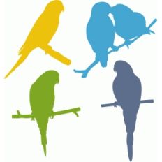parakeet set