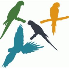 parrot set
