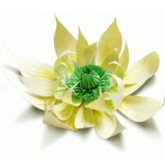 clematis flower