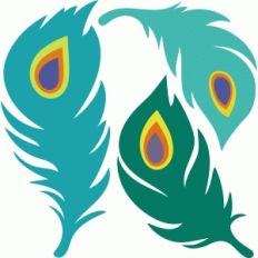 peacock feathers