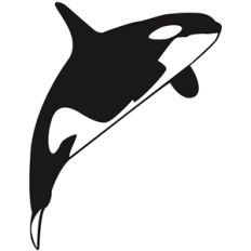 killer whale