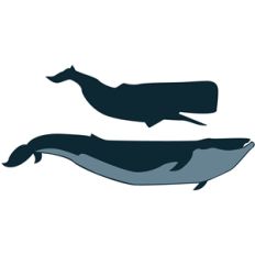 whales