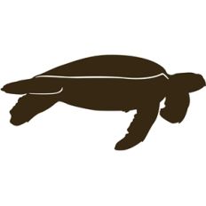 sea turtle