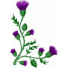 scottish thistle
