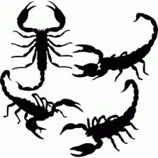 scorpion set