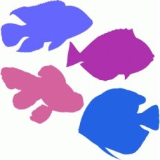 ornamental fish