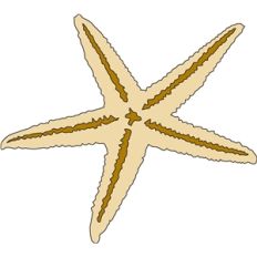 starfish