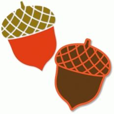 acorn
