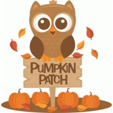 owl in pumpkin patch