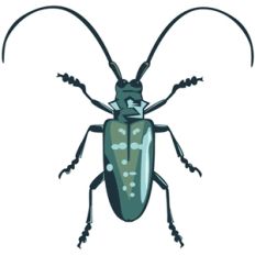 beetle
